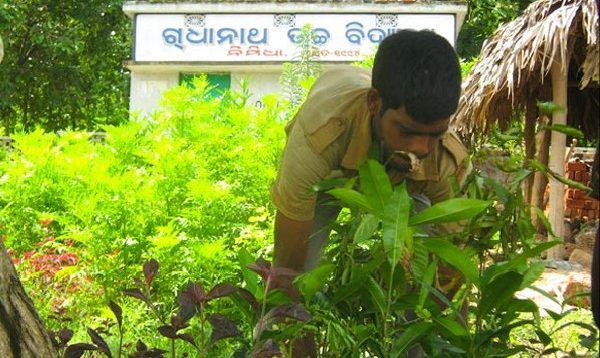 Plantation At Nimidha UP School