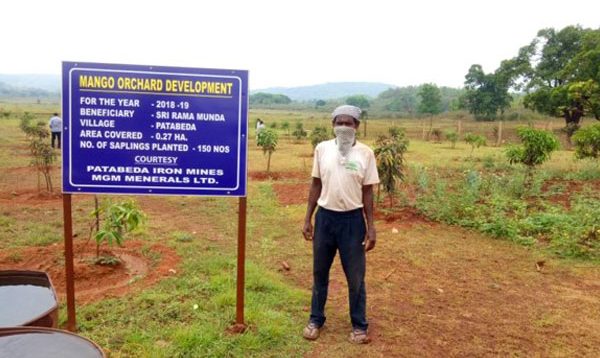 Mango Orchad Devloped In Patabeda Village
