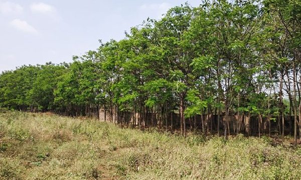 Developing Green Belt outside DRI plant Boundary at Nimidha
