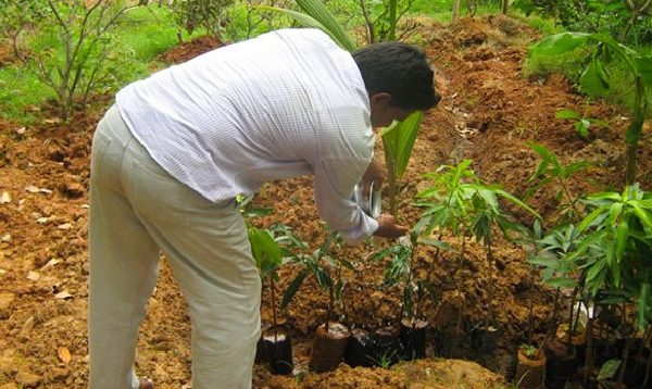 Plantation at Raneswar temple, Dhalapur