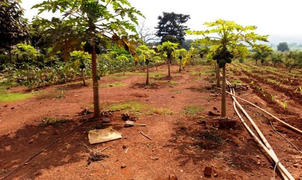 Installed Drip Irrigation In Our Own Nursery At Gonua Camp